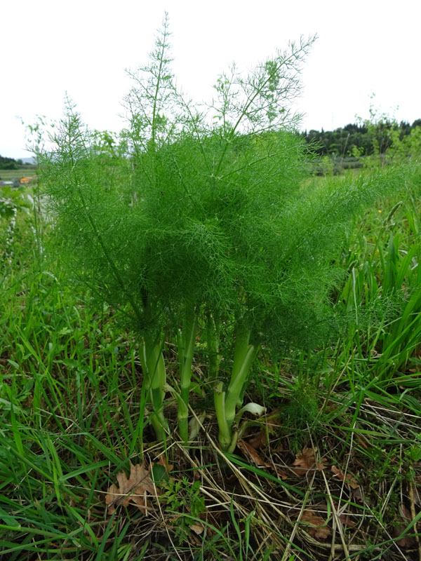 Foeniculum vulgare / Finocchio comune